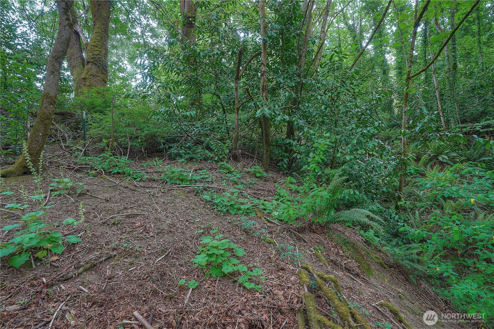 0 Agnes Road Northeast Tacoma, WA 98422 - Photo 14 of 21 a view of a large yard with lots of green space and deers