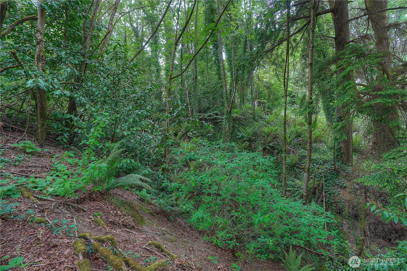 0 Agnes Road Northeast Tacoma, WA 98422 - Photo 15 of 21 a view of a lush green forest