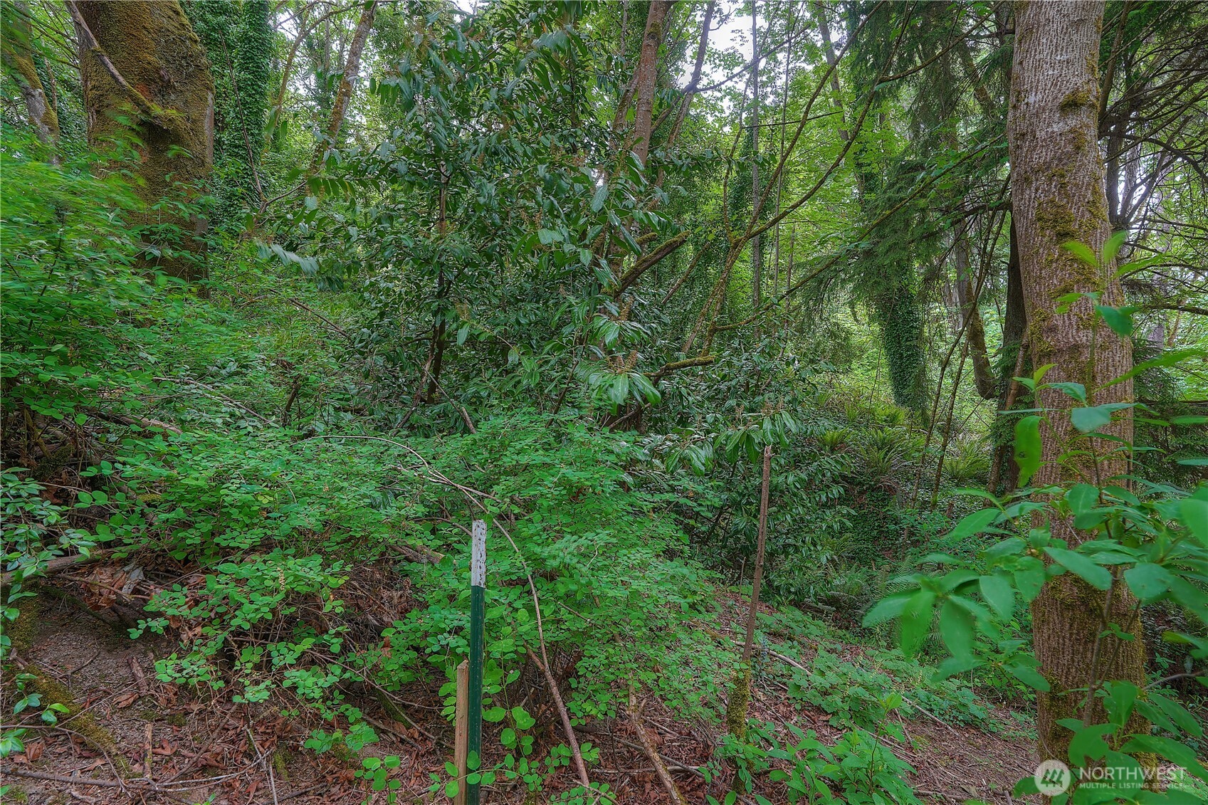 0 Agnes Road Northeast Tacoma, WA 98422 - Photo 16 of 21 a view of a lush green forest