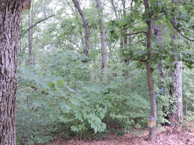 $439,900 | 9773 North Woodbridge Avenue, Bitely, MI 49309