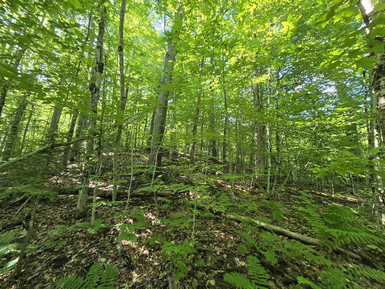 Lot 67 Temple Road Temple, ME 04984 - Photo 14 of 23 20260624_093826
