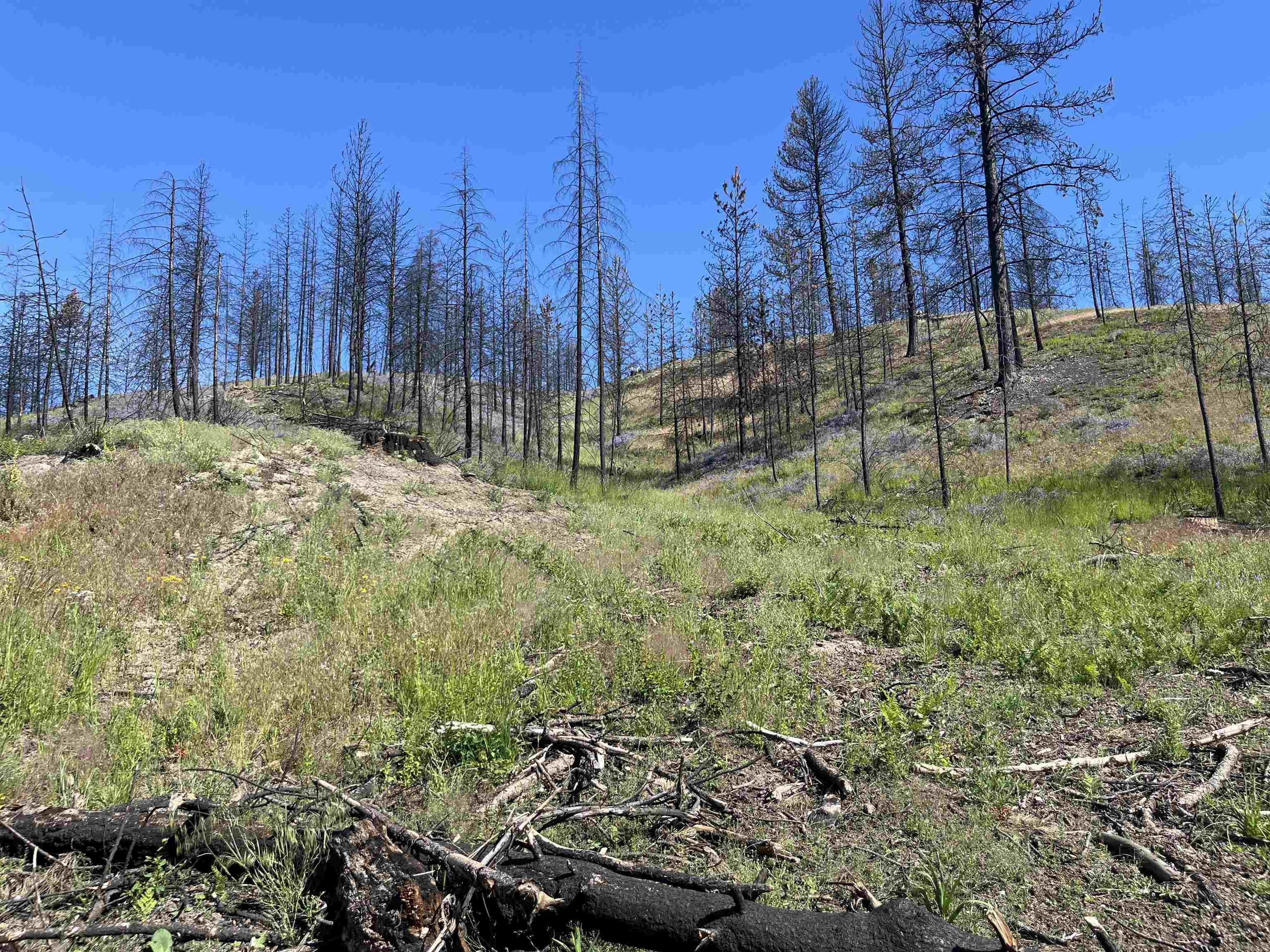 40114 North Jackson Road Elk, WA 99009 - Photo 11 of 27