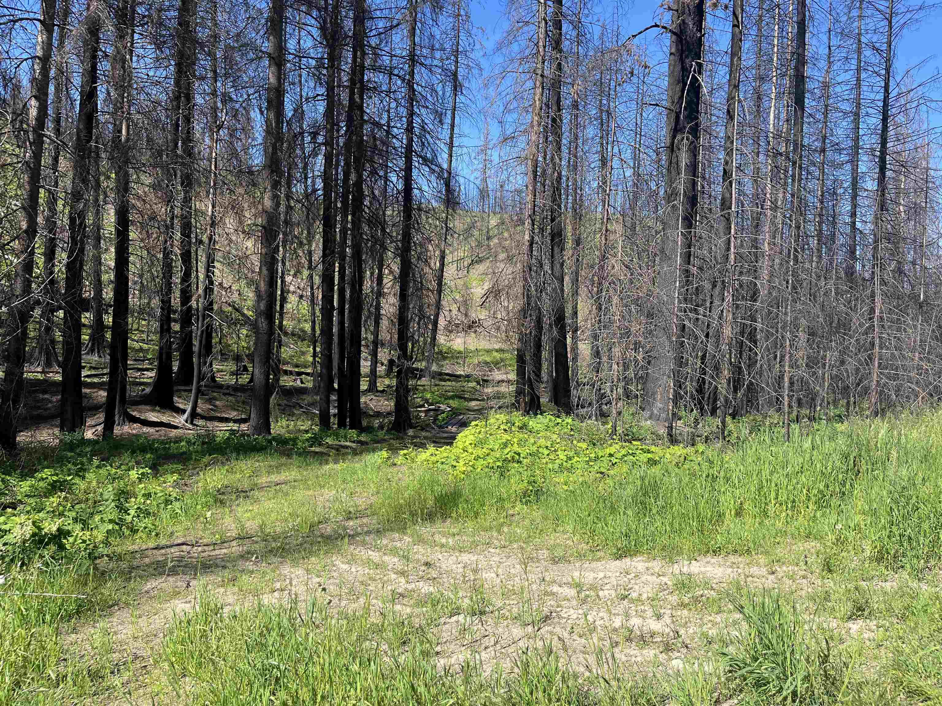 40114 North Jackson Road Elk, WA 99009 - Photo 13 of 27