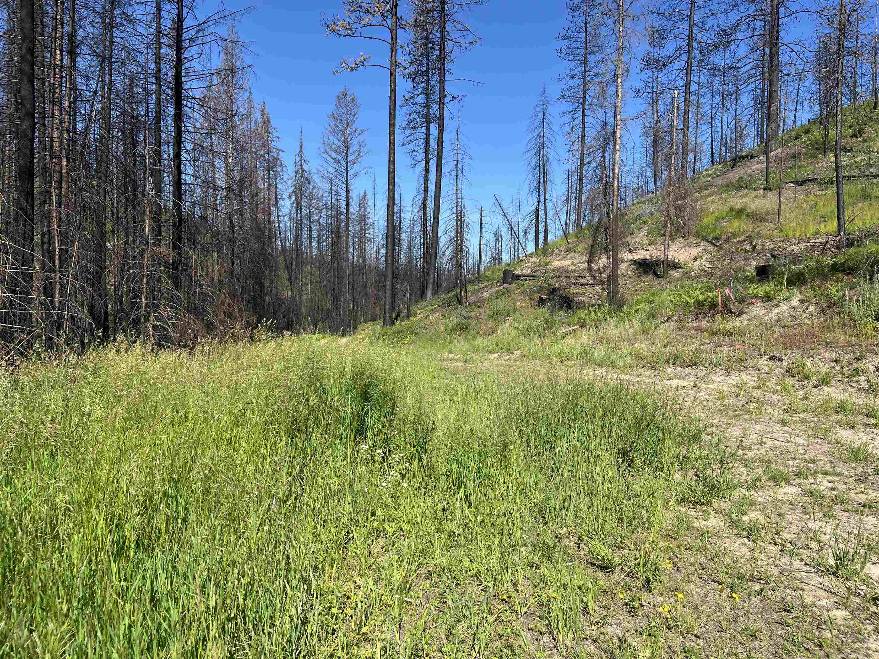 40114 North Jackson Road Elk, WA 99009 - Photo 14 of 27