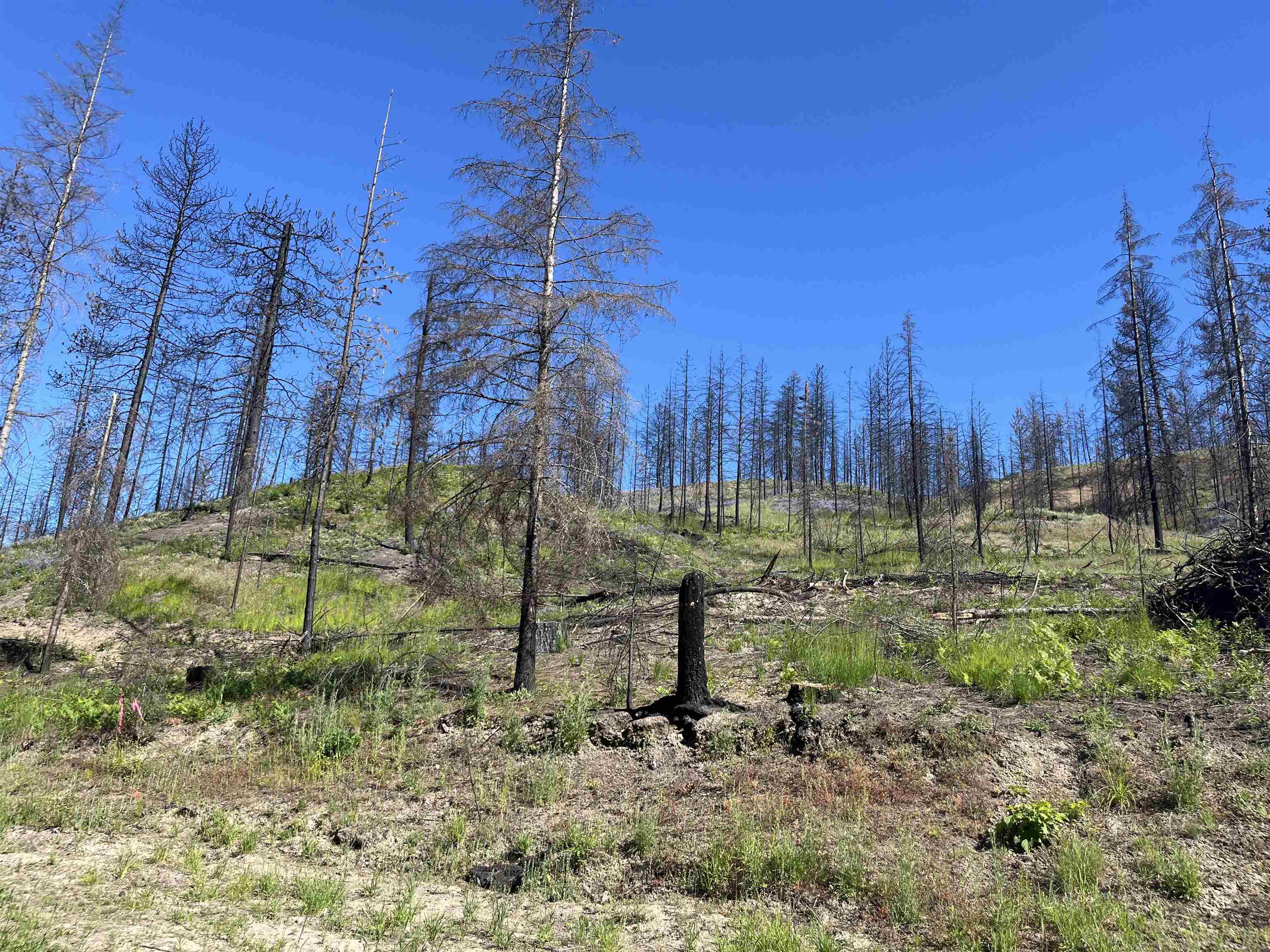 40114 North Jackson Road Elk, WA 99009 - Photo 15 of 27