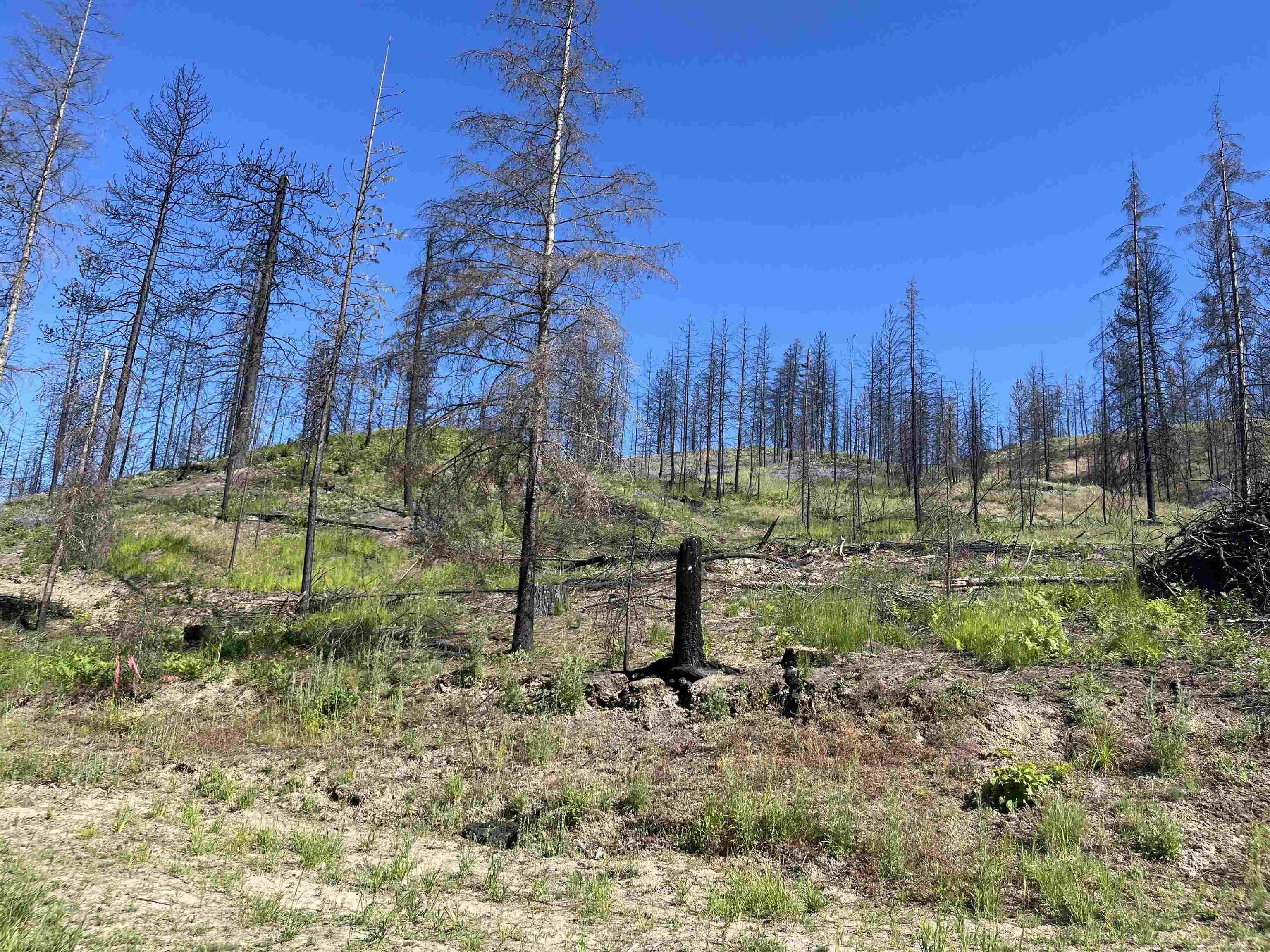 40114 North Jackson Road Elk, WA 99009 - Photo 16 of 27