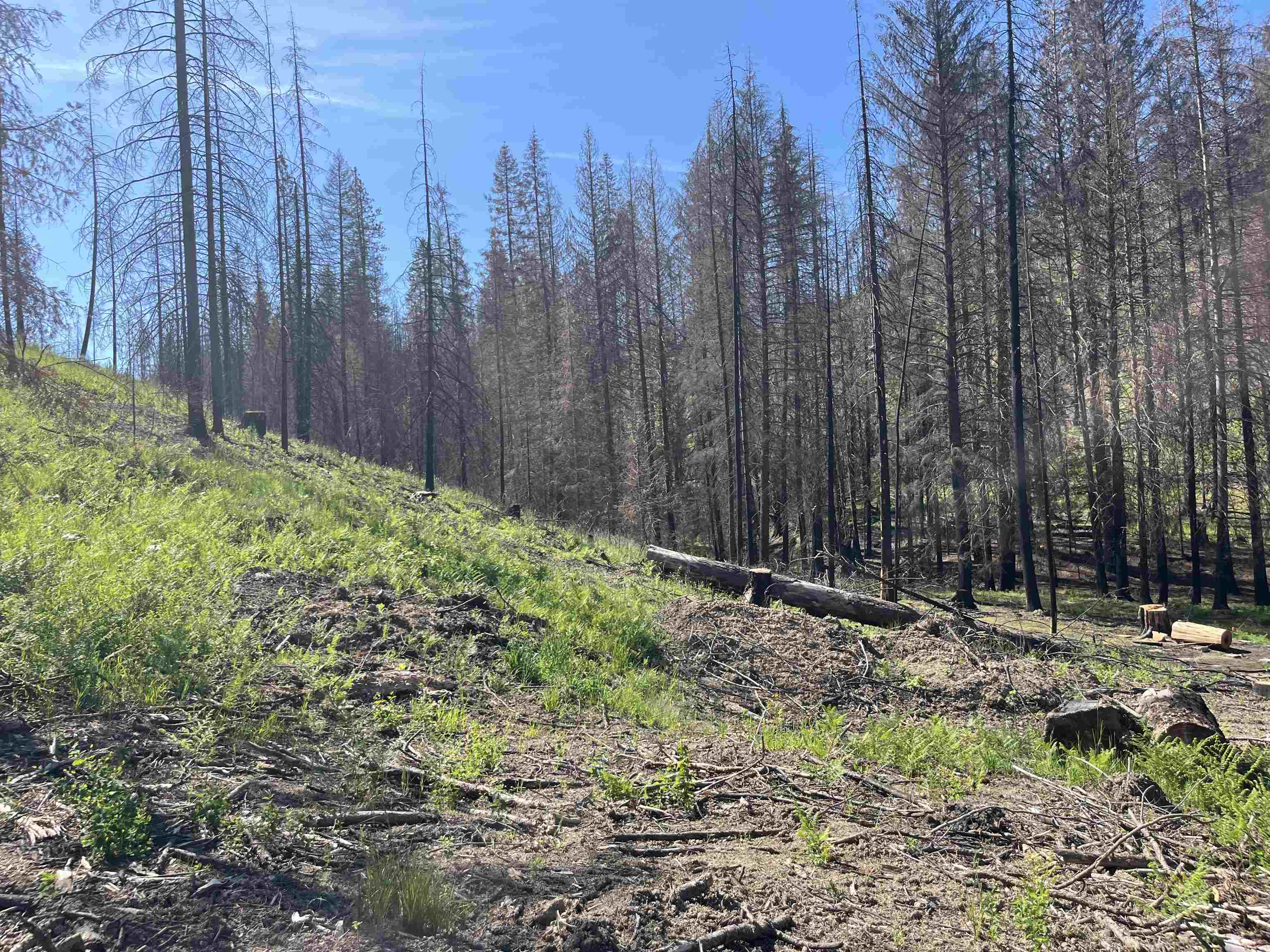 40114 North Jackson Road Elk, WA 99009 - Photo 2 of 27