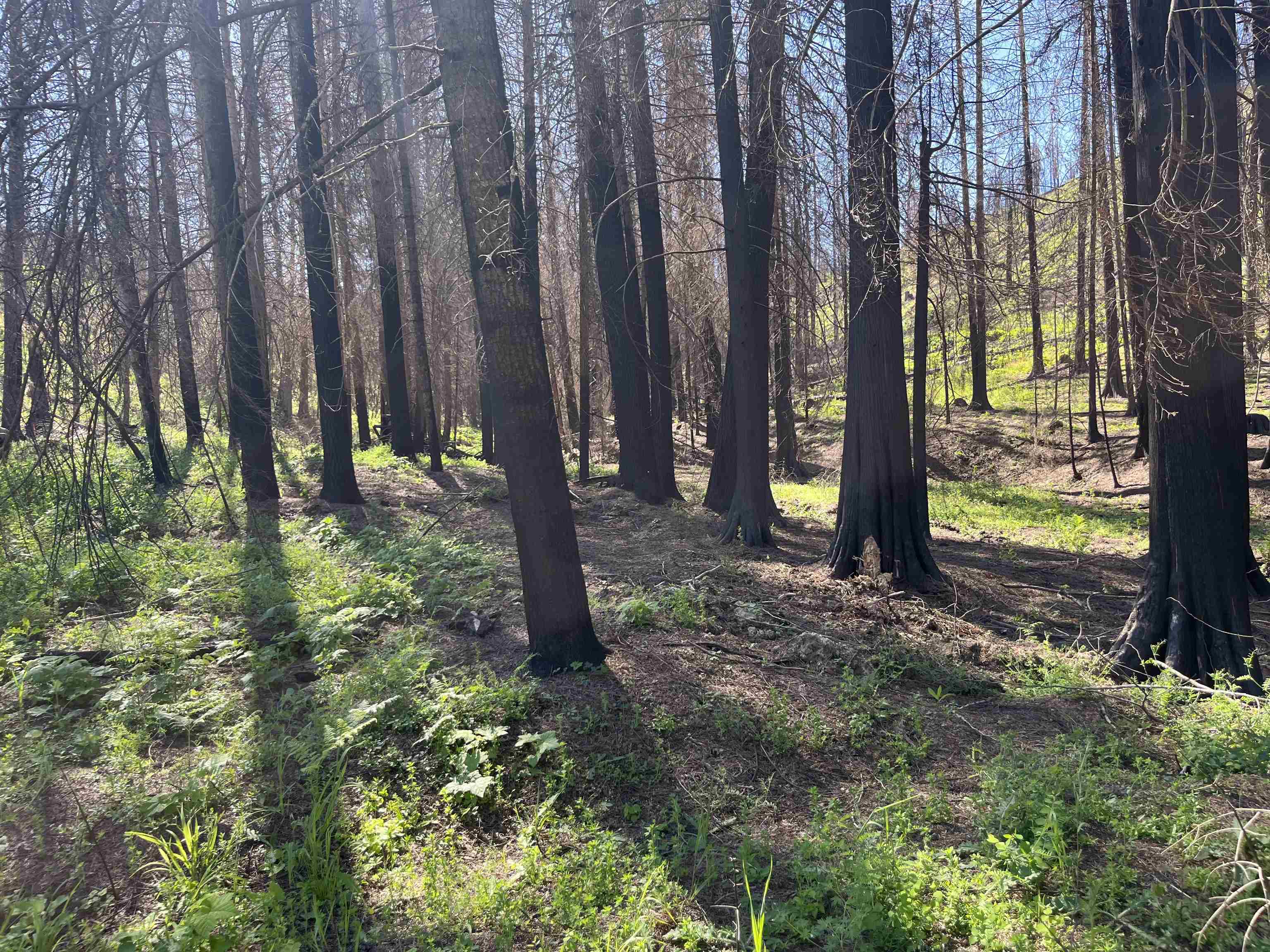 40114 North Jackson Road Elk, WA 99009 - Photo 21 of 27