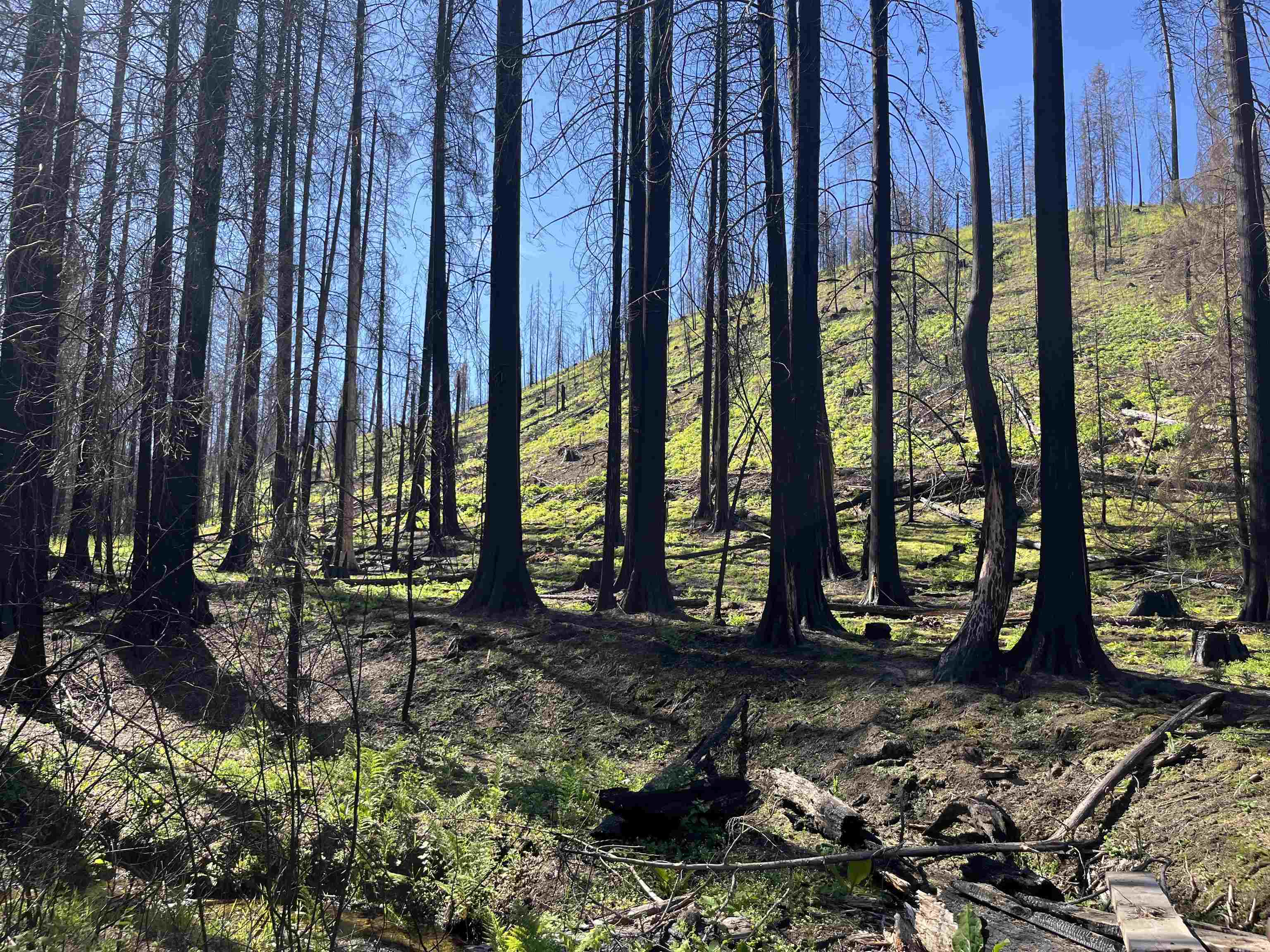 40114 North Jackson Road Elk, WA 99009 - Photo 25 of 27