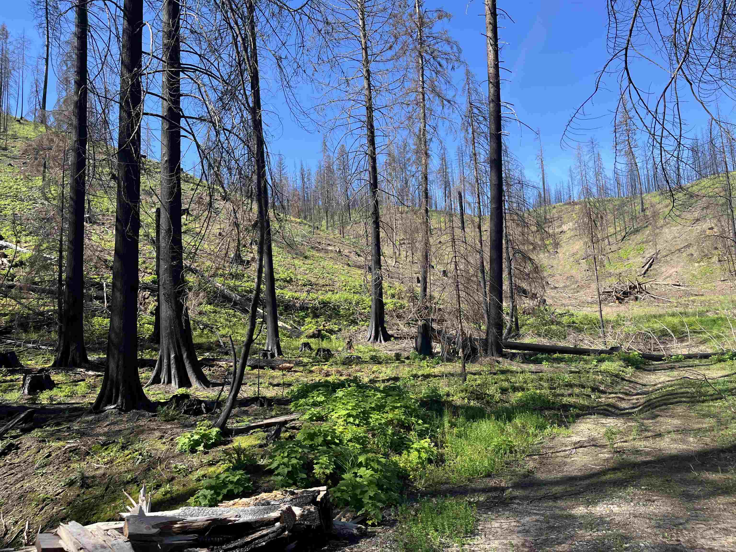 40114 North Jackson Road Elk, WA 99009 - Photo 26 of 27