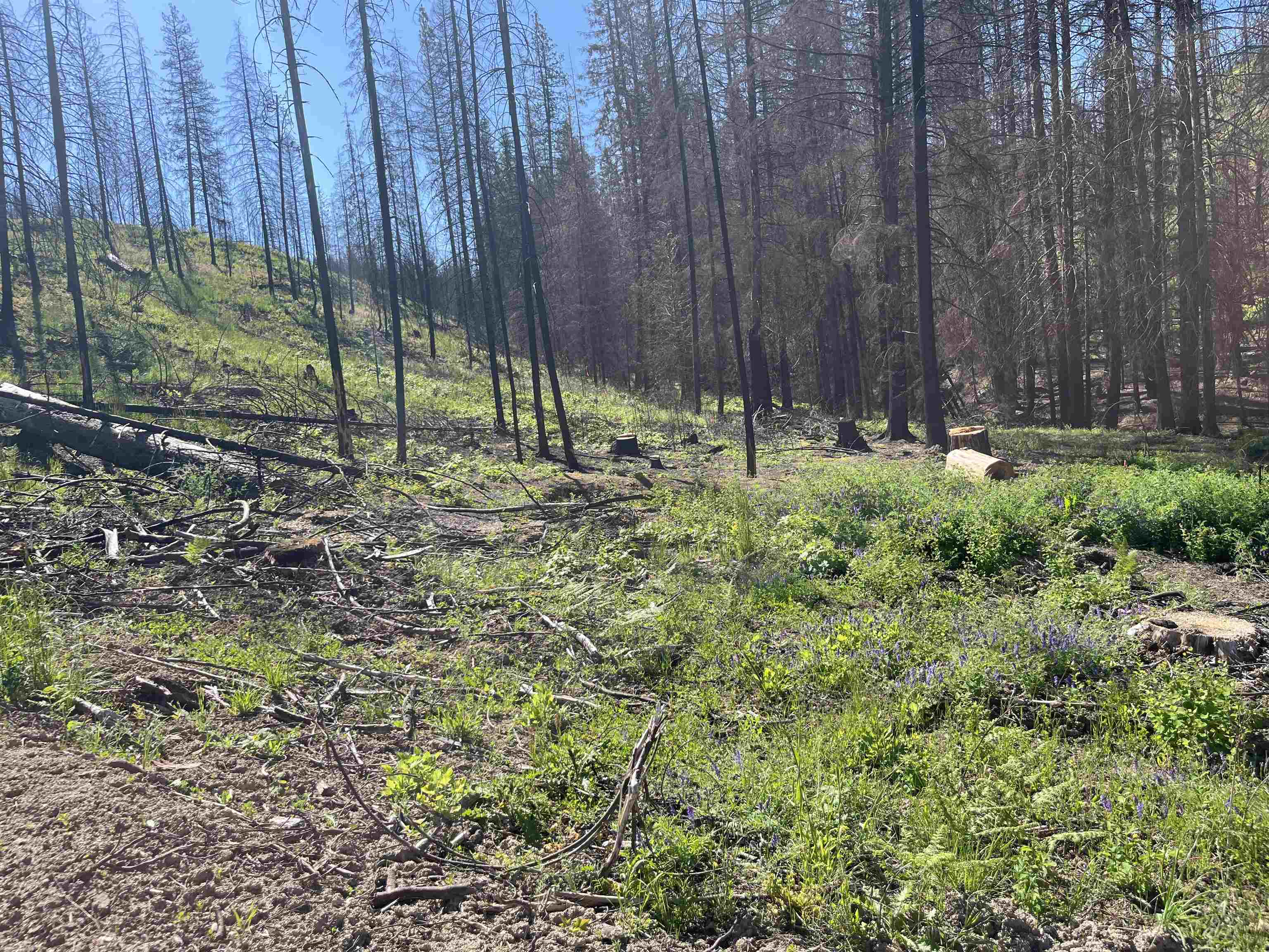 40114 North Jackson Road Elk, WA 99009 - Photo 27 of 27