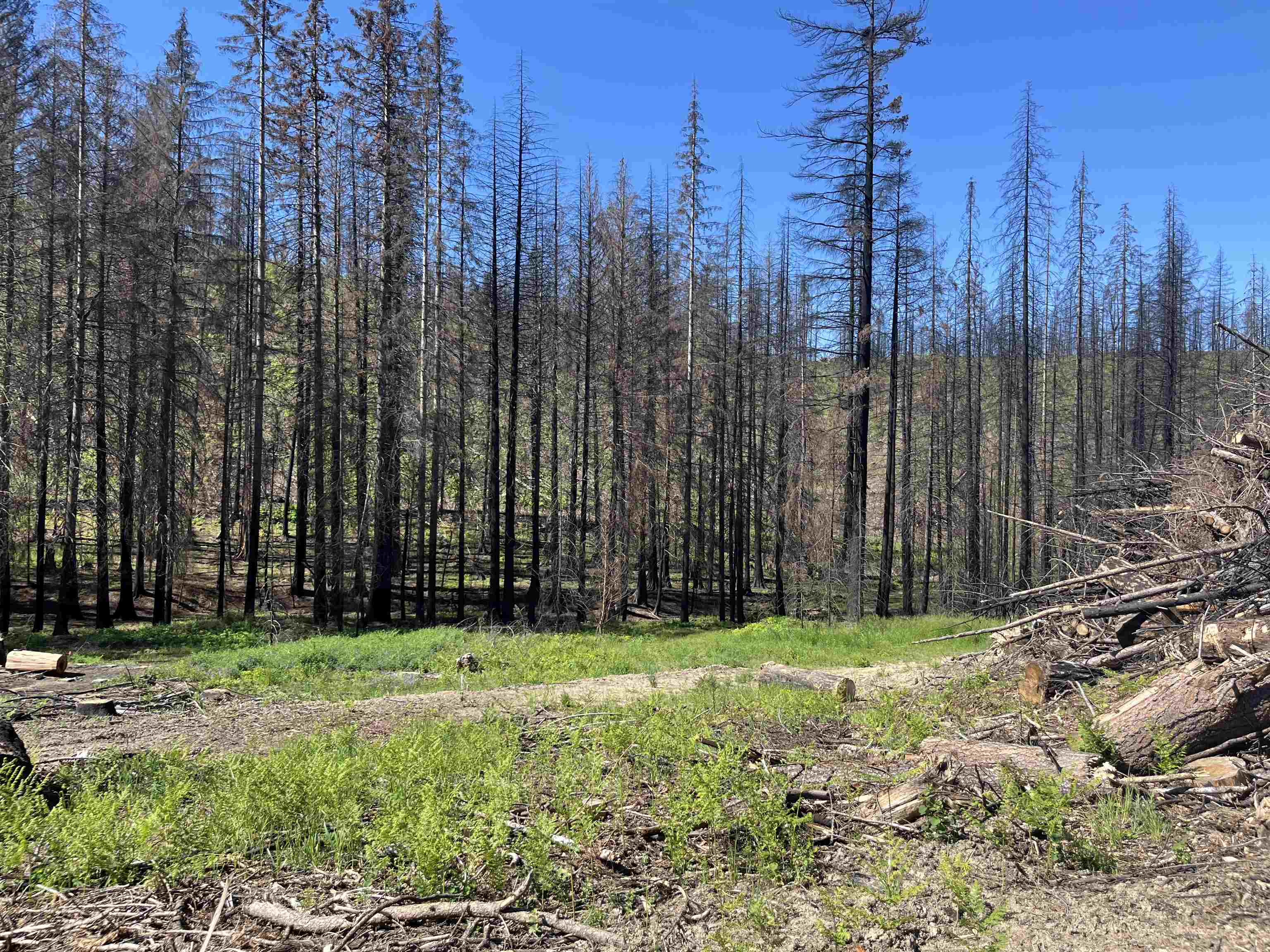 40114 North Jackson Road Elk, WA 99009 - Photo 3 of 27