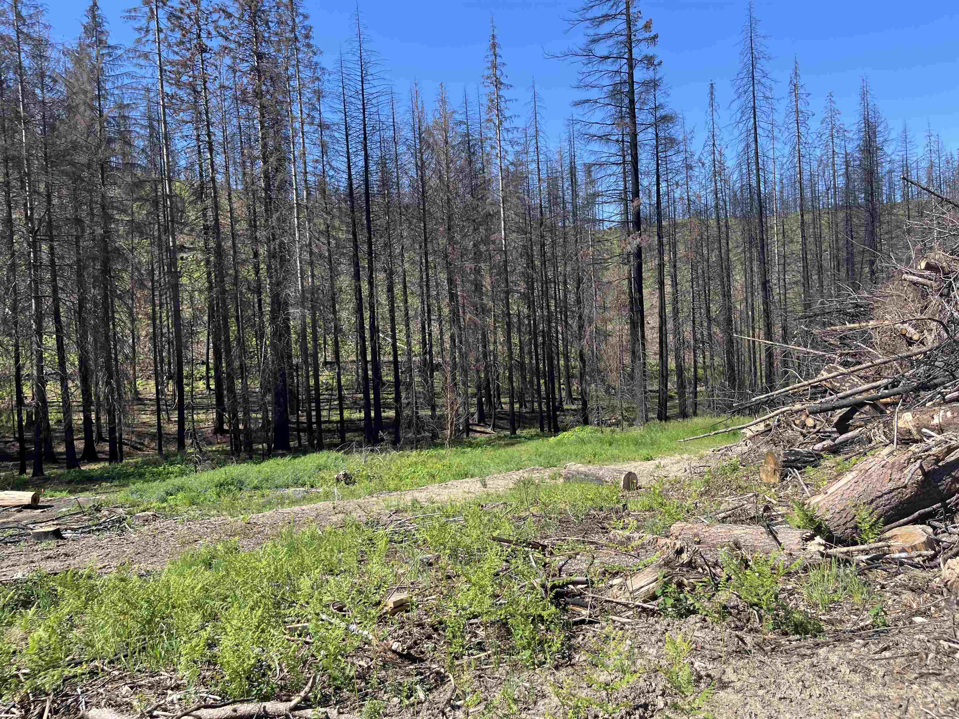 40114 North Jackson Road Elk, WA 99009 - Photo 4 of 27