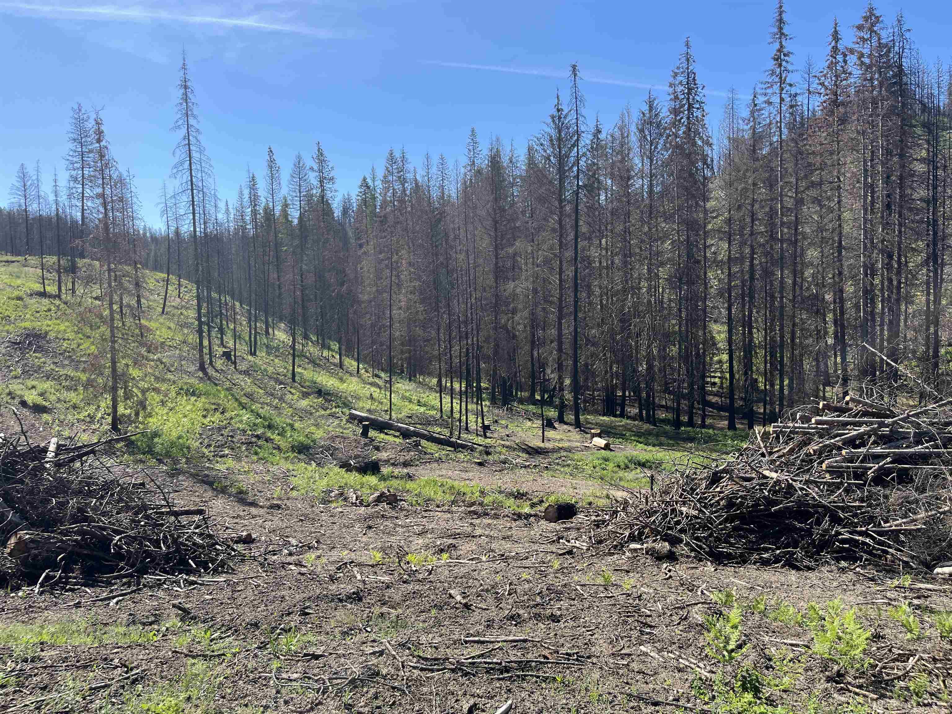 40114 North Jackson Road Elk, WA 99009 - Photo 7 of 27