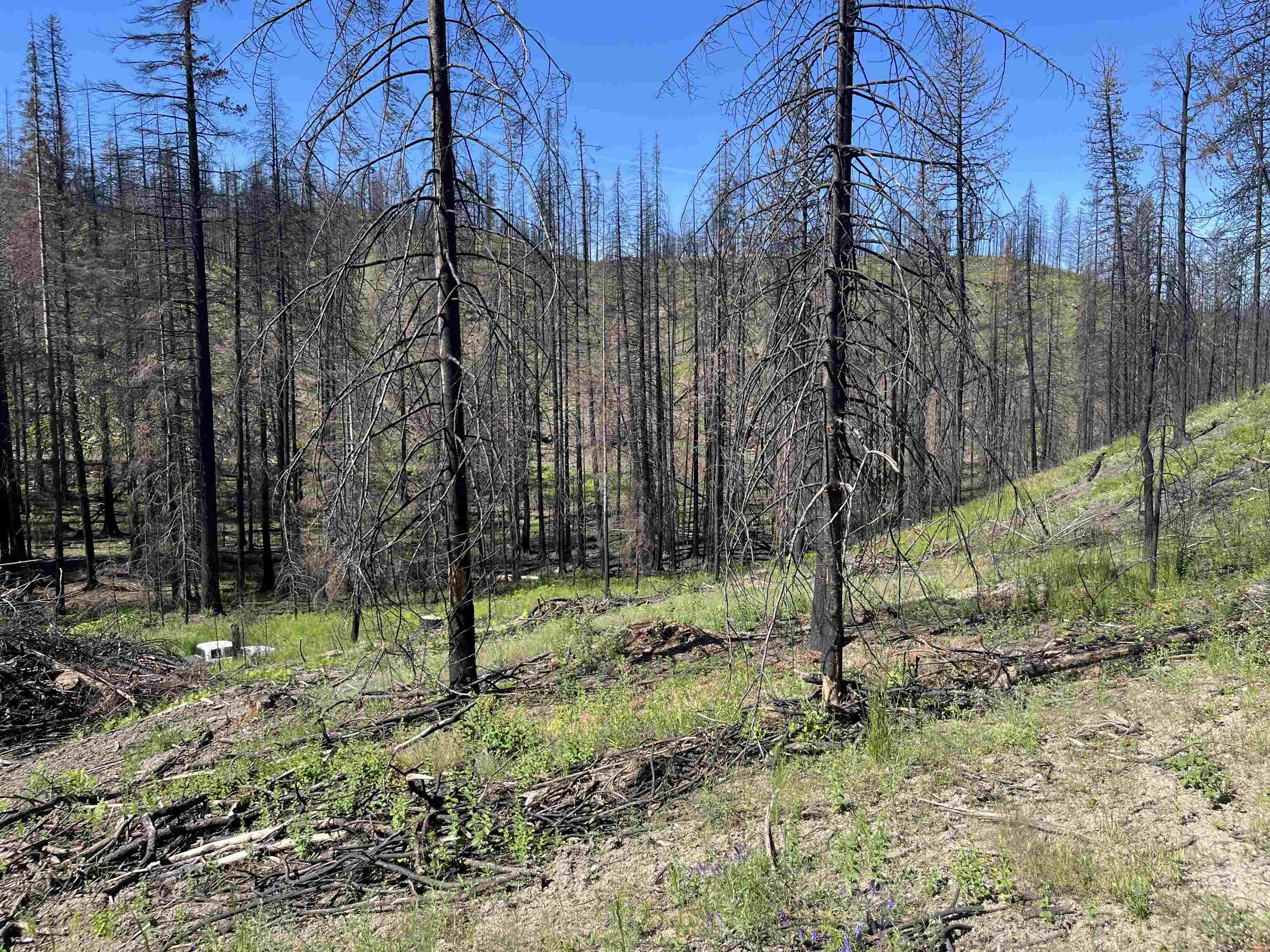 40114 North Jackson Road Elk, WA 99009 - Photo 9 of 27