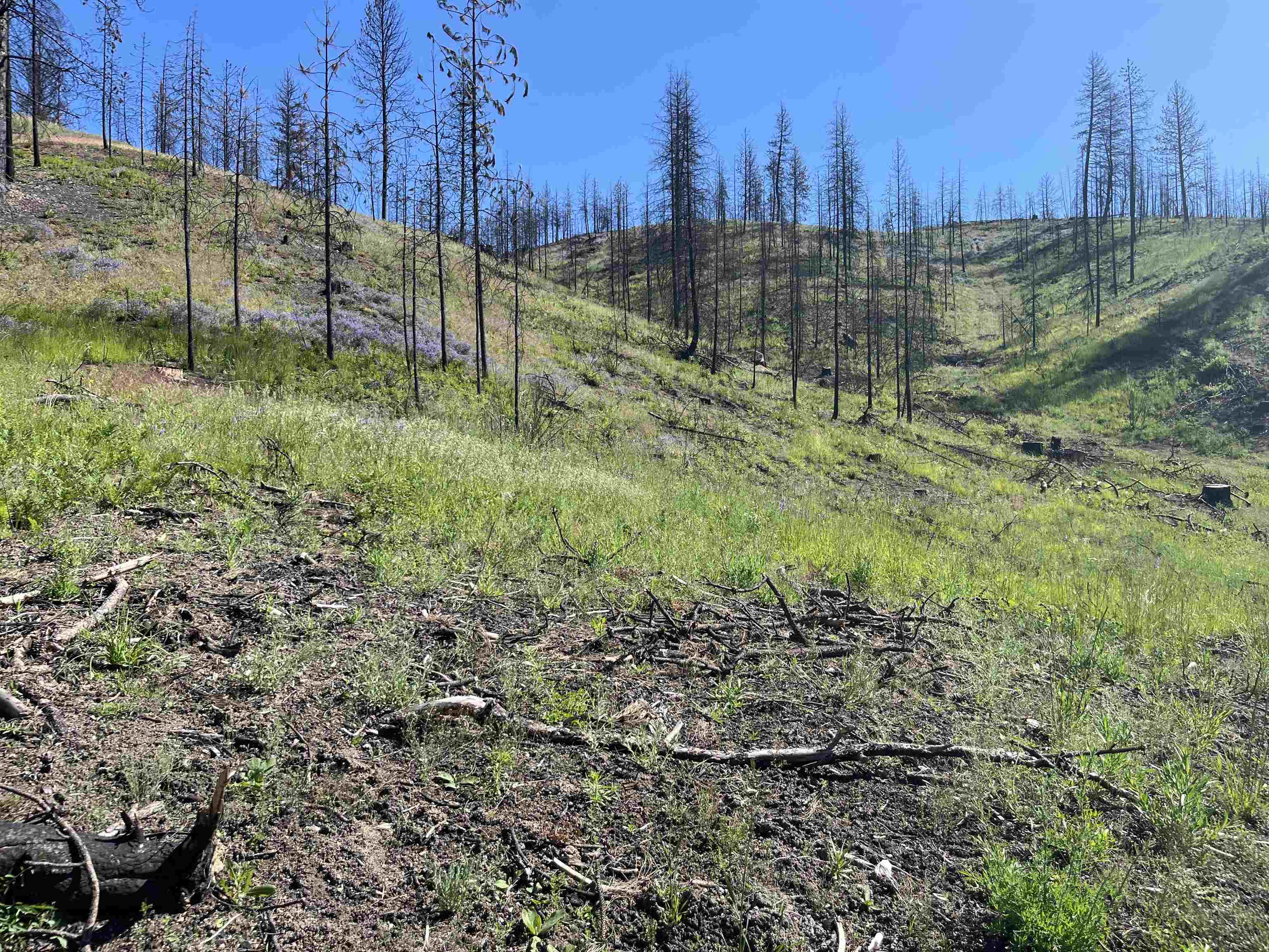 40114 North Jackson Road Elk, WA 99009 - Photo 10 of 27