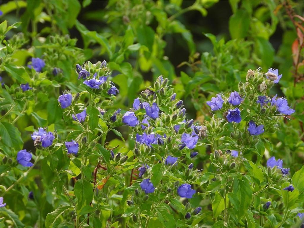 18855 Bethel Road Richards, TX 77873 - Photo 11 of 14 a flower view