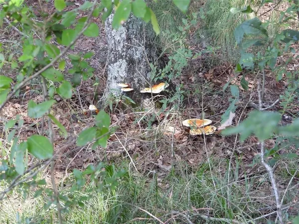 a backyard of a house with a yard and outdoor seating