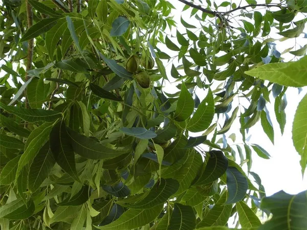 a view of a tree