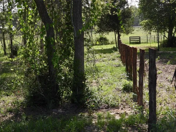 a view of a garden with large trees