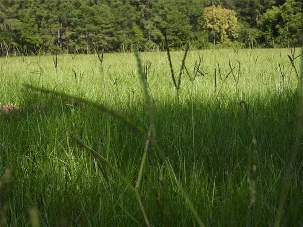 a view of a green field with plants