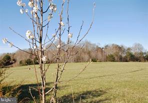 632 Sumerduck Road Sumerduck, VA 22742 - Photo 4 of 8 a view of yard with trees