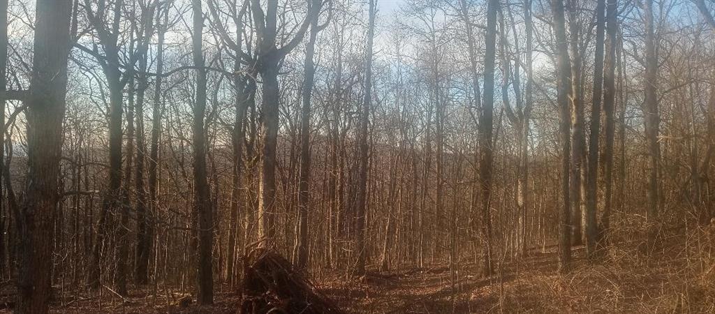 33 High Cliff Road Jasper, GA 30143 - Photo 18 of 22 a view of a wooden fence with a forest