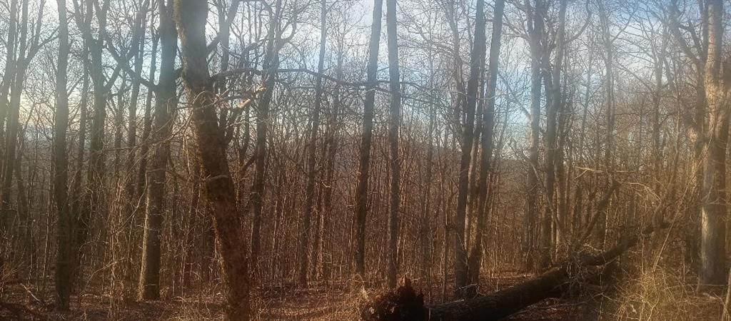 33 High Cliff Road Jasper, GA 30143 - Photo 21 of 22 a close up view of wooden wall