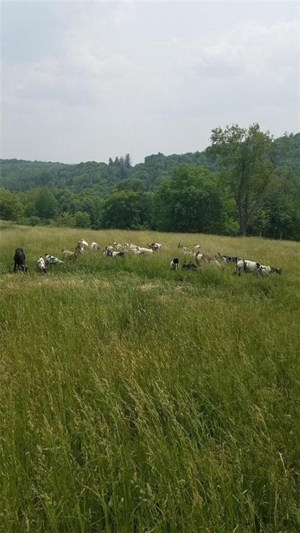294 Sprankle Road Punxsutawney, PA 15767 - Photo 18 of 28 a view of a field with grass and trees