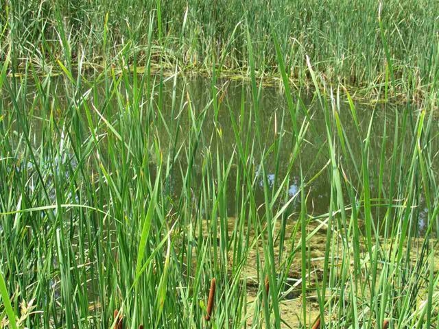 4301 North White Hawk Drive Appleton, WI 54913 - Photo 4 of 4