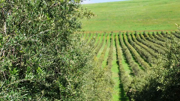 $5,643,000 | 18615 Marsh Creek Road, Brentwood, CA 94513