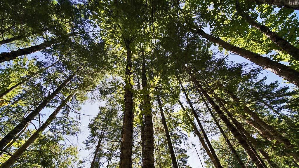562 Rt 212 Road Merrill, ME 04780 - Photo 5 of 30 land-maine-merrell