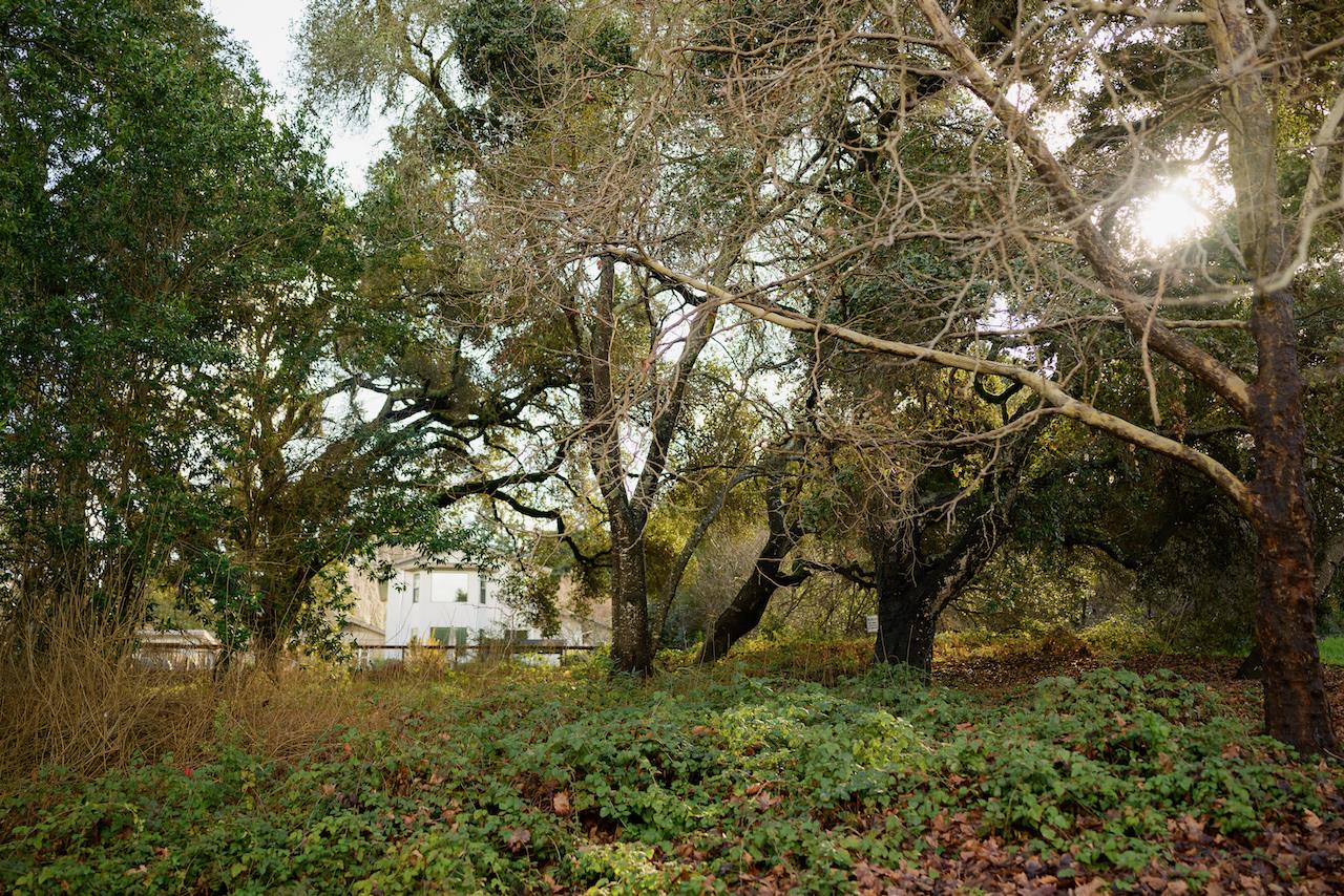 132 Arabian Way Scotts Valley, CA 95066 - Photo 72 of 82 a backyard of a house with lots of green space