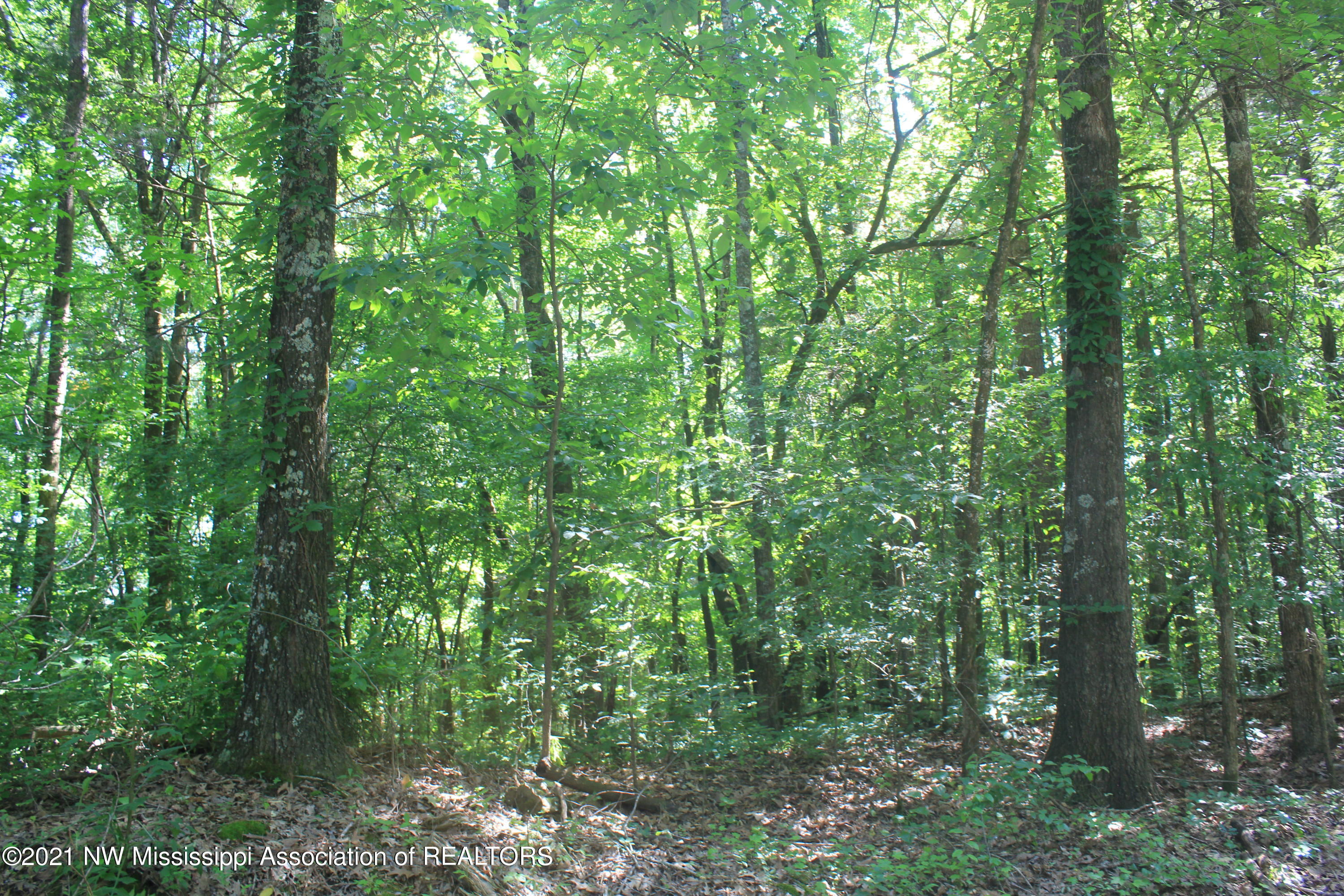 3 Boswell Road Holly Springs, MS 38635 - Photo 5 of 39 IMG_6790