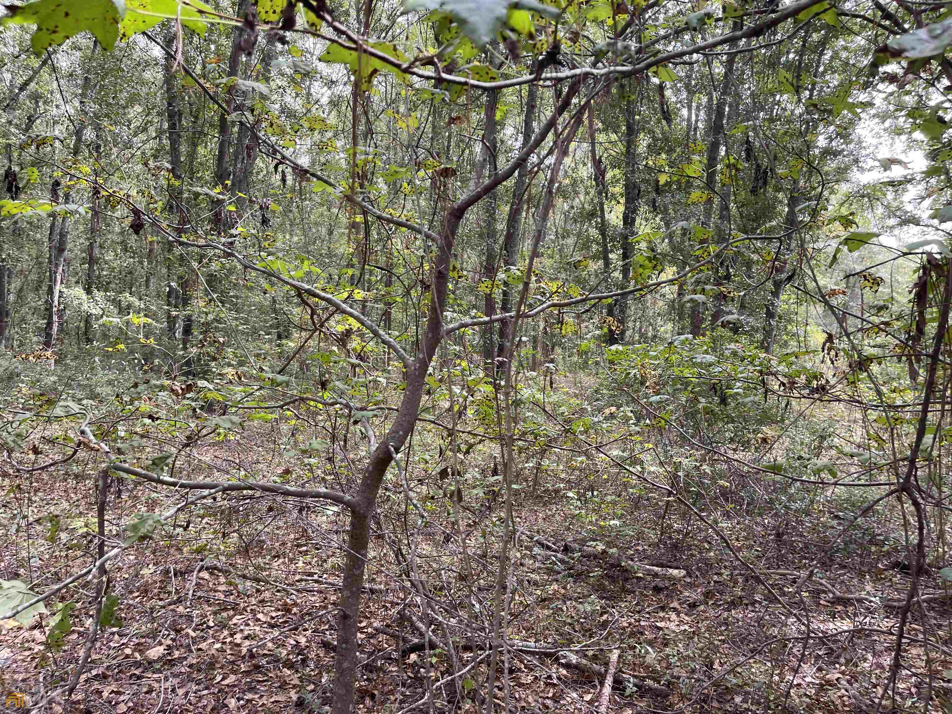 0 West Rushing Road Register, GA 30452 - Photo 1 of 1 a view of a yard with a tree