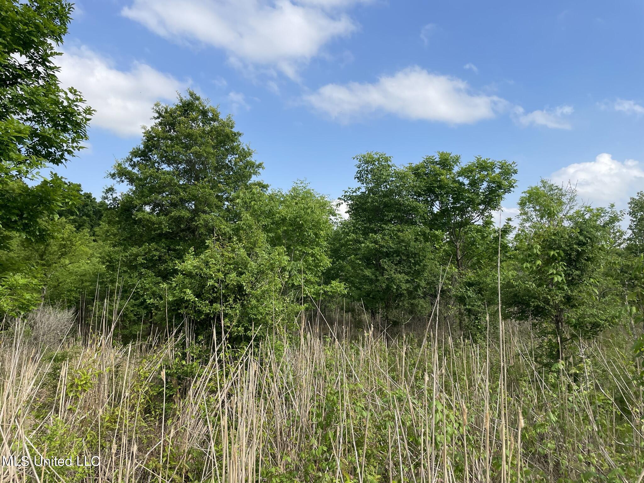 Jossell Road Marks, MS 38646 - Photo 11 of 26 IMG_6590