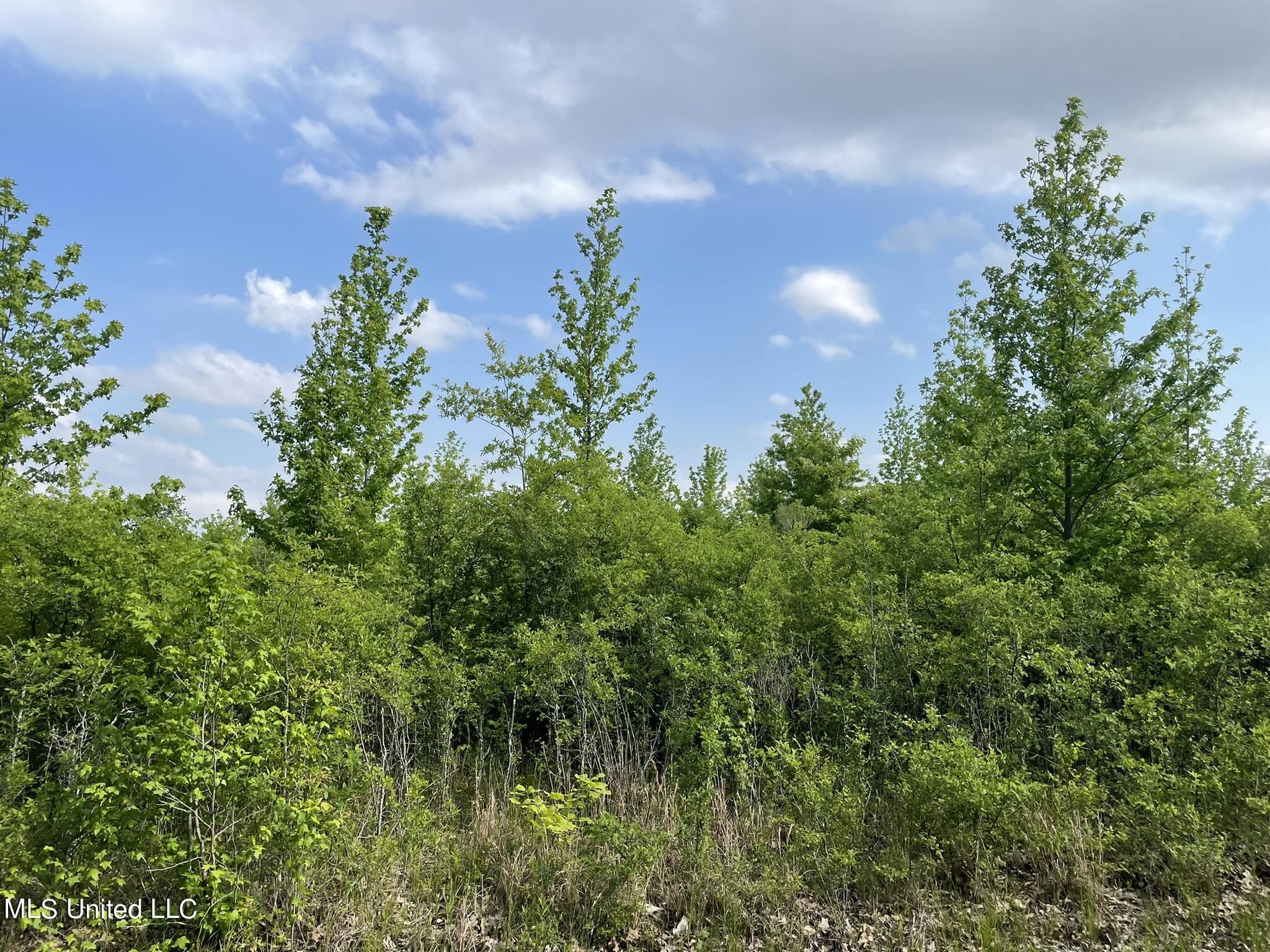 Jossell Road Marks, MS 38646 - Photo 15 of 26 IMG_6597