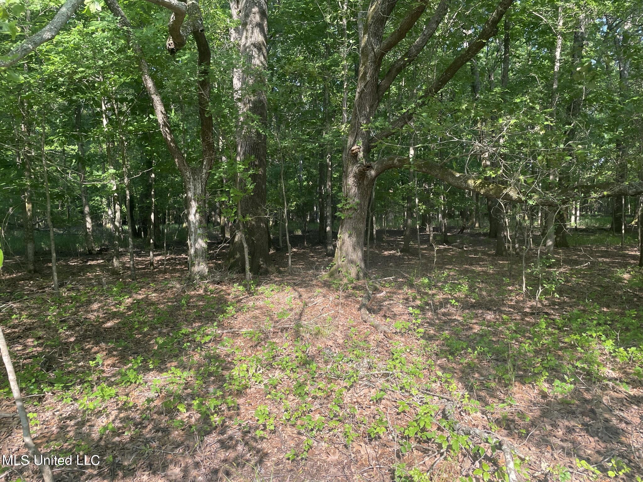 Jossell Road Marks, MS 38646 - Photo 18 of 26 IMG_6627