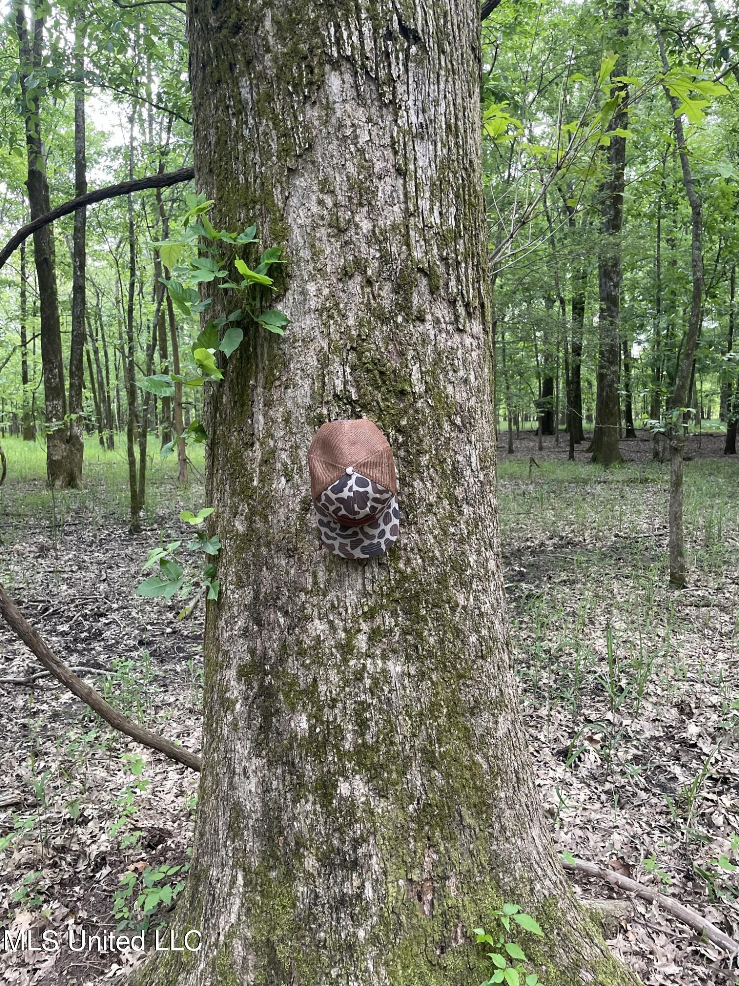 Jossell Road Marks, MS 38646 - Photo 2 of 26 IMG_6539