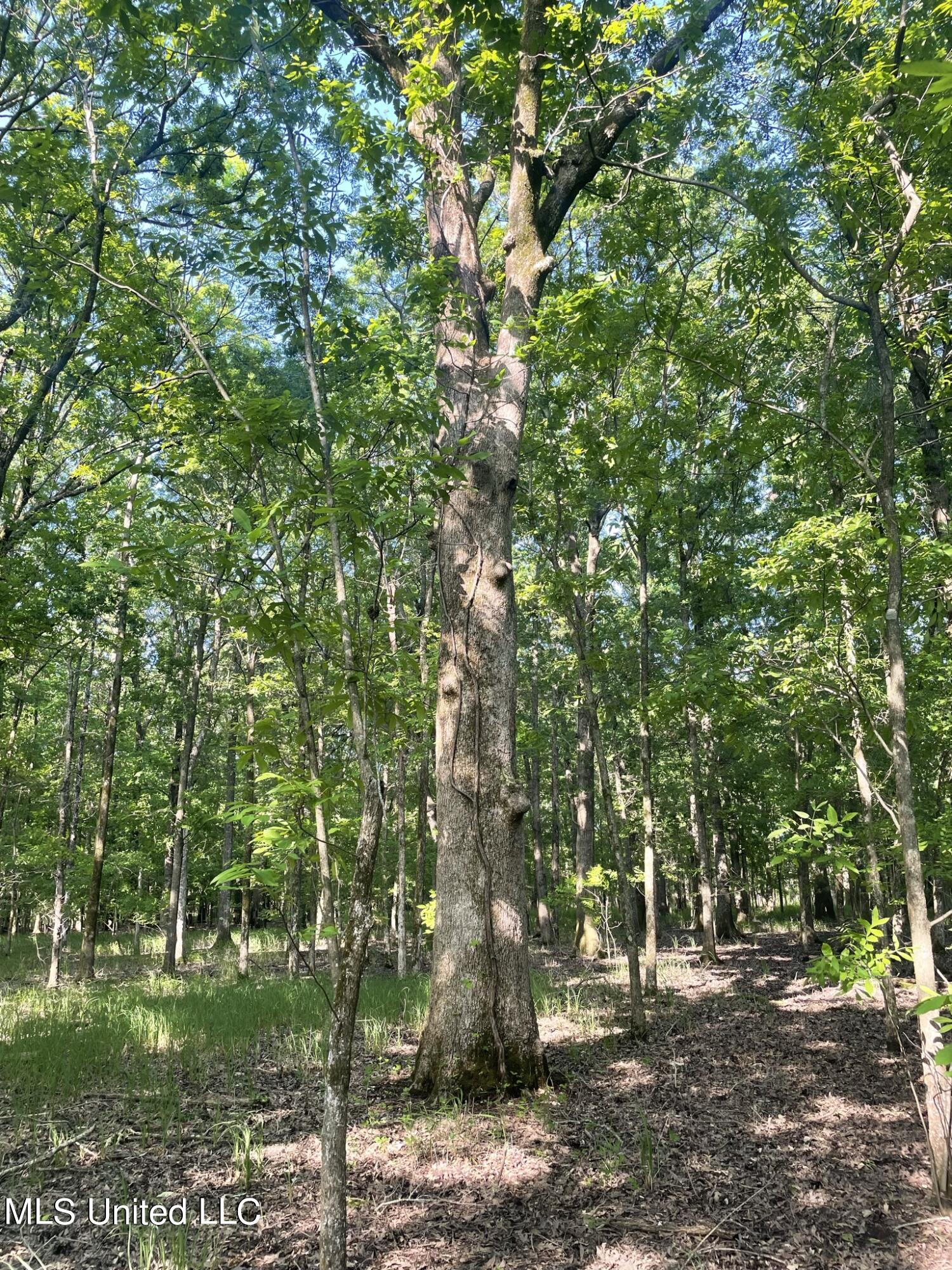 Jossell Road Marks, MS 38646 - Photo 21 of 26 IMG_6634
