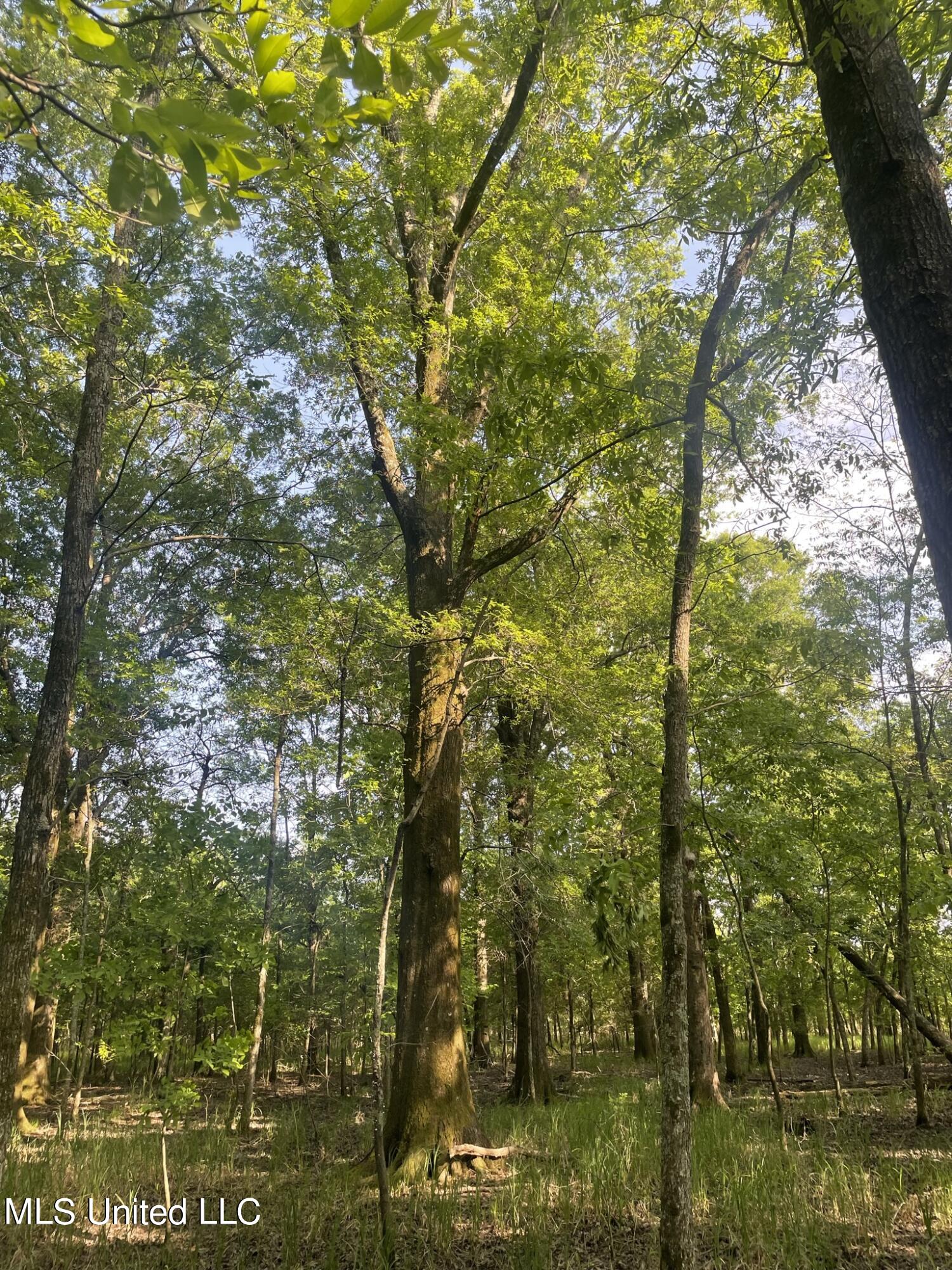 Jossell Road Marks, MS 38646 - Photo 22 of 26 IMG_6635