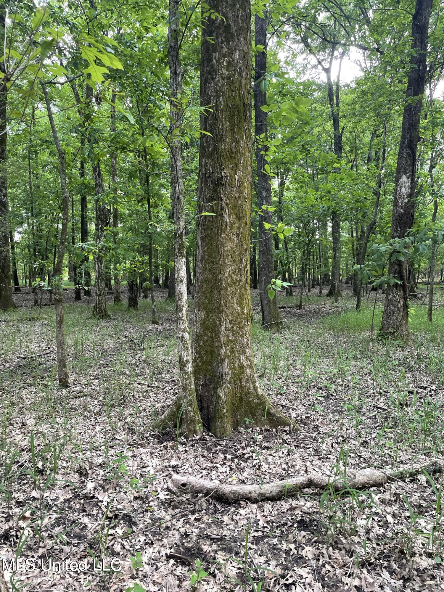 Jossell Road Marks, MS 38646 - Photo 4 of 26 IMG_6540