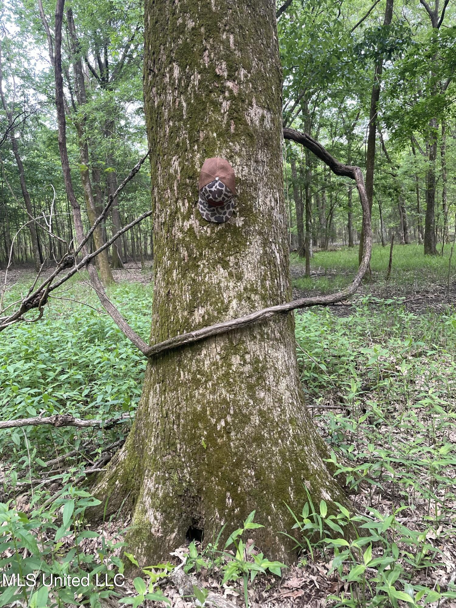 Jossell Road Marks, MS 38646 - Photo 5 of 26 IMG_6542