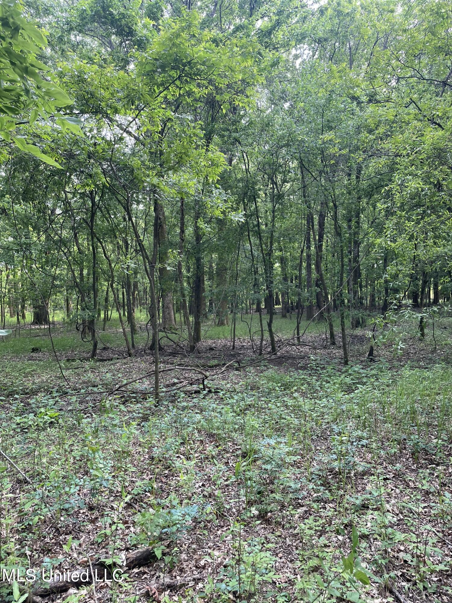 Jossell Road Marks, MS 38646 - Photo 7 of 26 IMG_6544