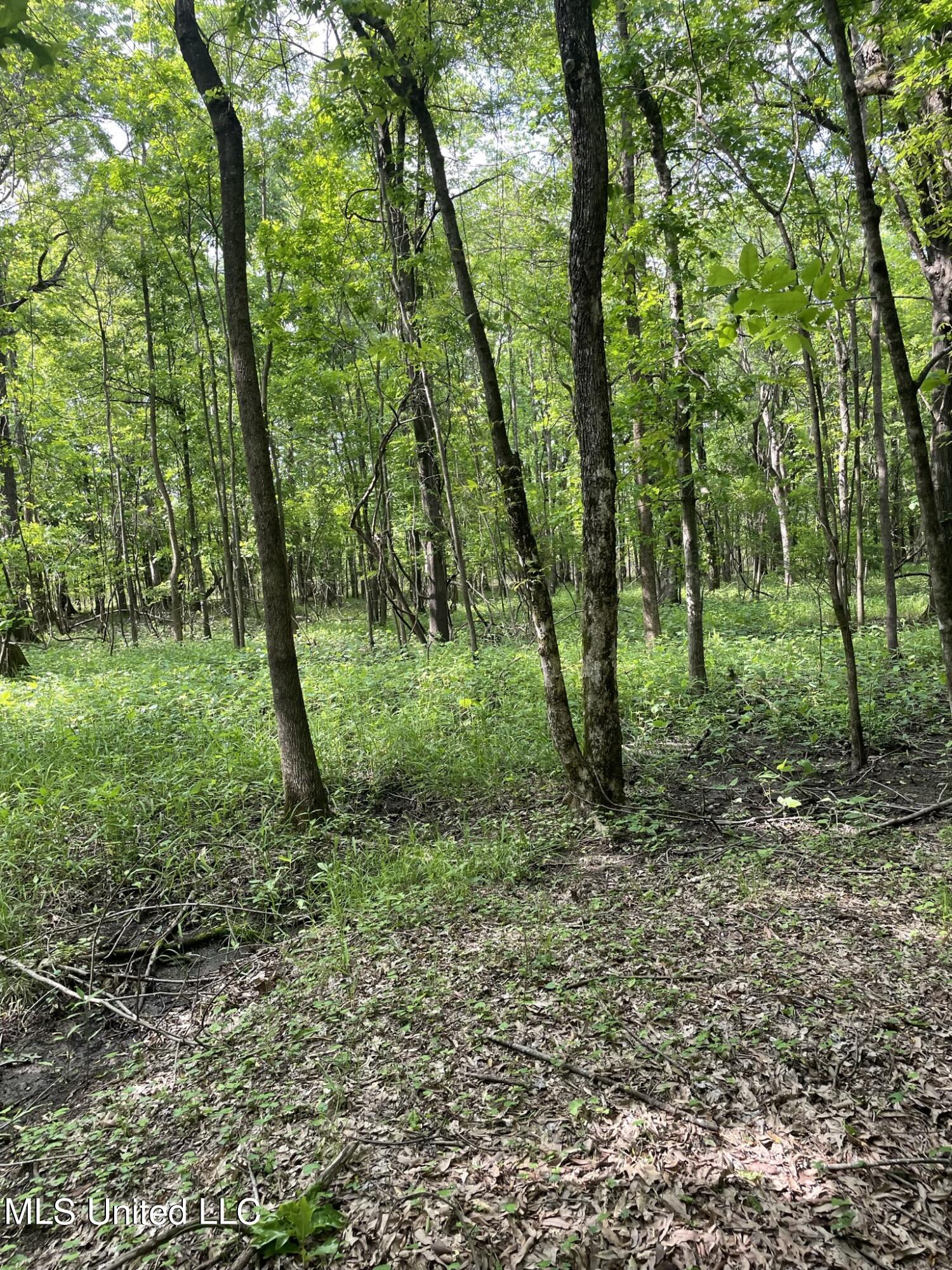 Jossell Road Marks, MS 38646 - Photo 9 of 26 IMG_6548