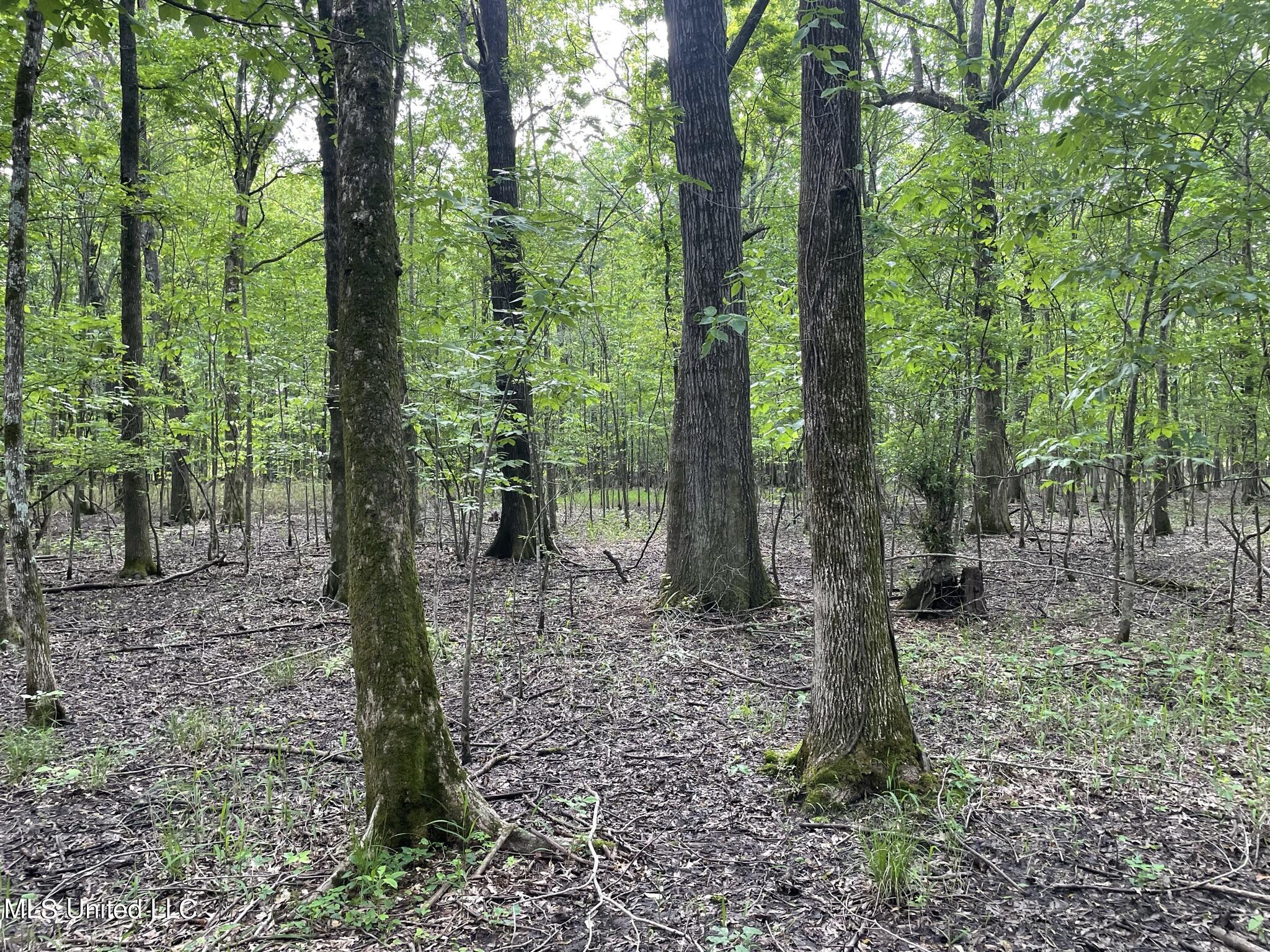 Jossell Road Marks, MS 38646 - Photo 10 of 26 IMG_6579