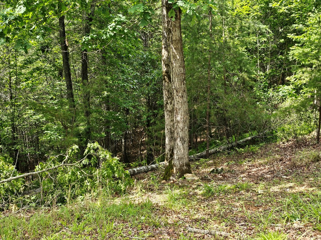 2.71-ac Ridgeline Road Murphy, NC 28906 - Photo 3 of 9
