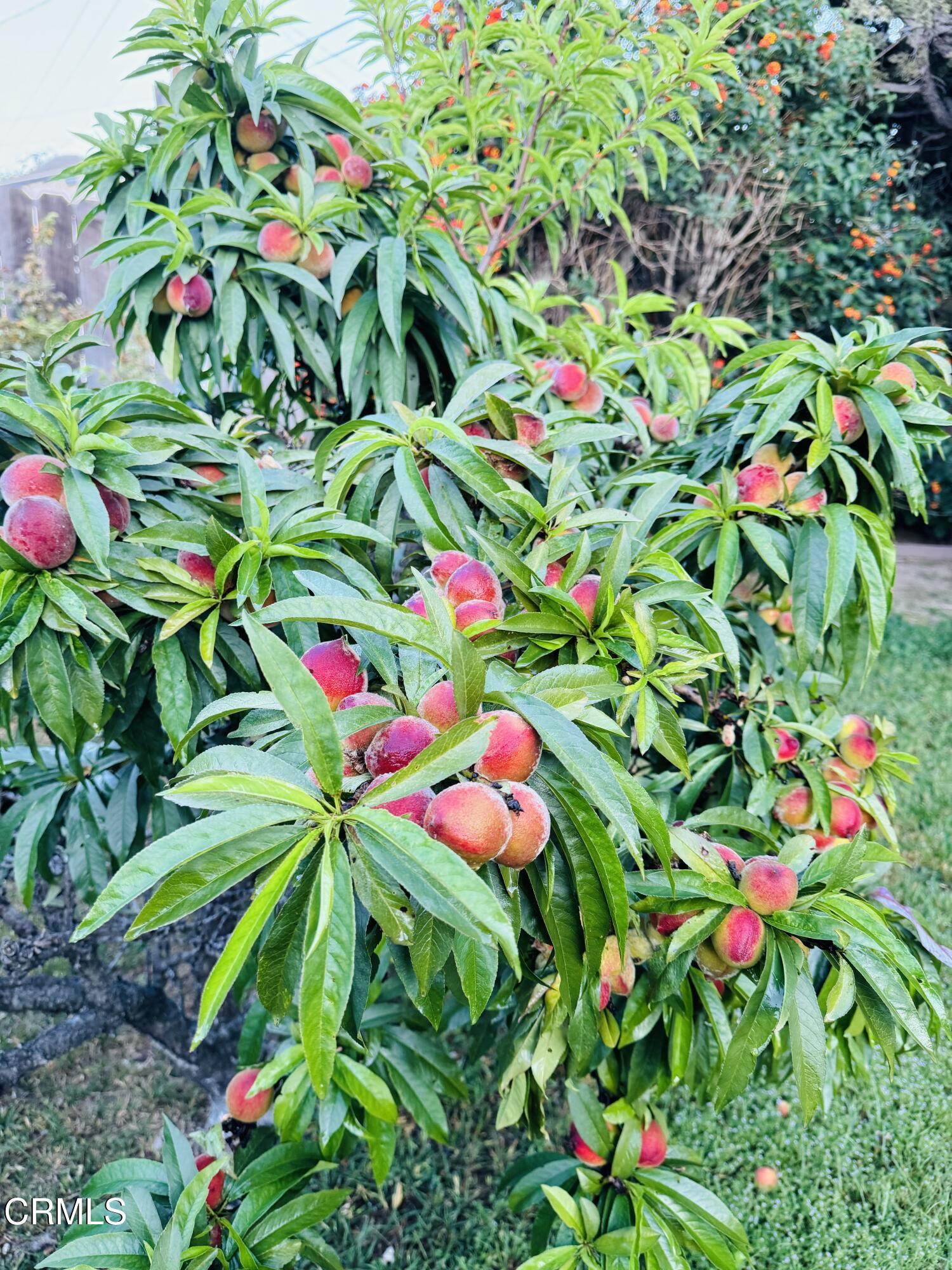 5264 Greenbrier Drive Riverside, CA 92504 - Photo 14 of 16 IMG_7487