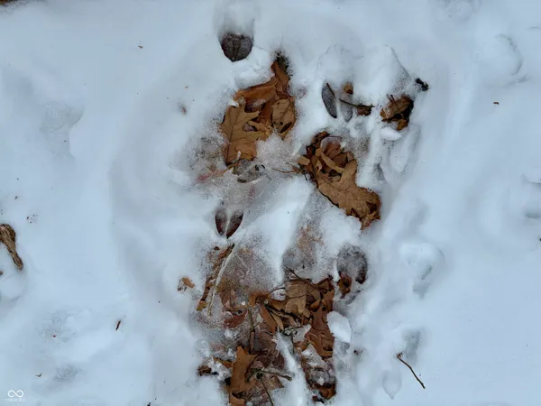 $541,500 | 900 South, Rensselaer, IN 47978