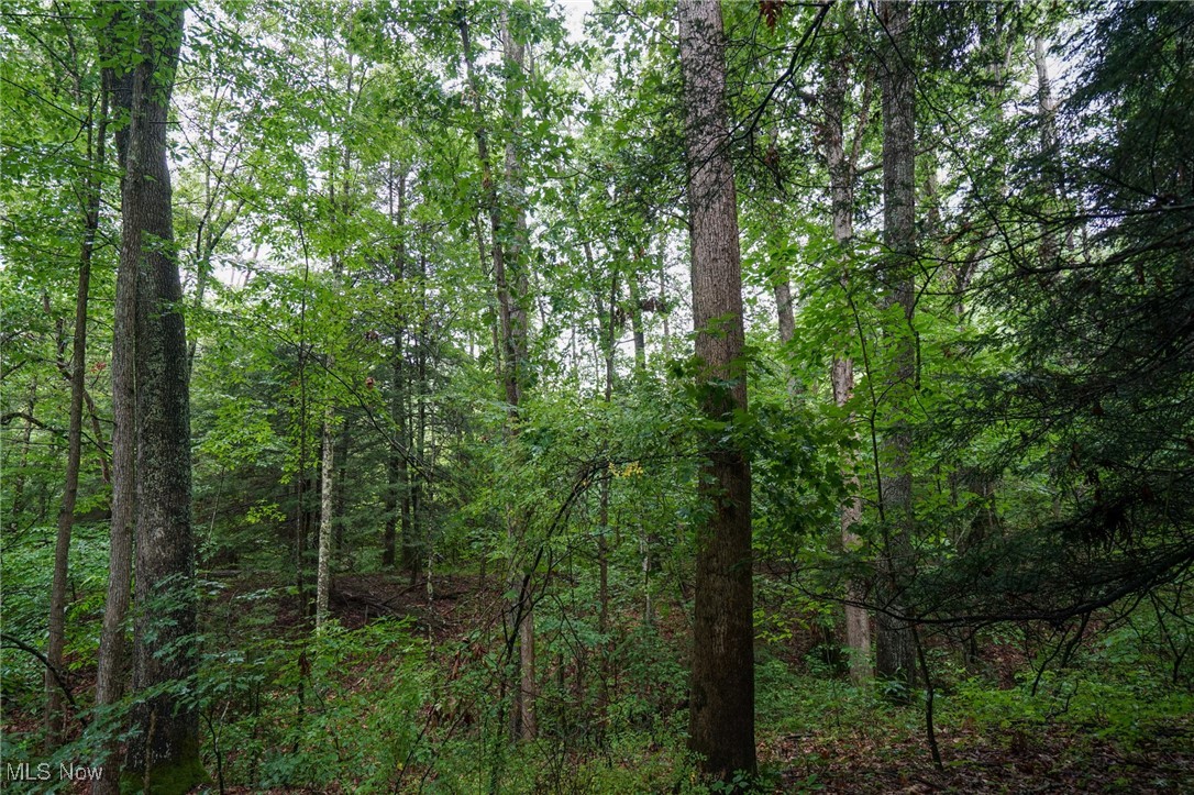 Meacham Road Ray, OH 45672 - Photo 28 of 31 View of woods